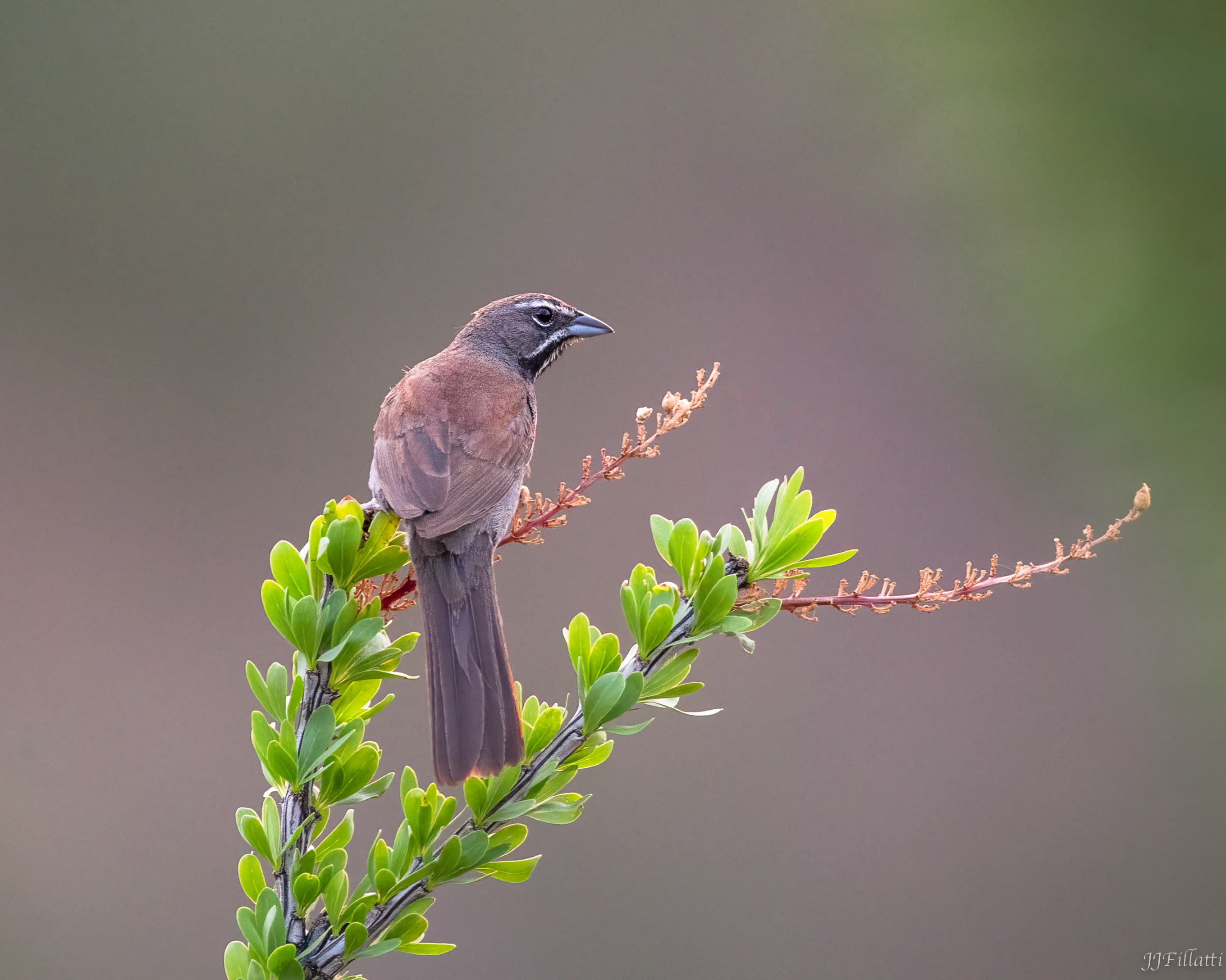 bird of arizona image 29